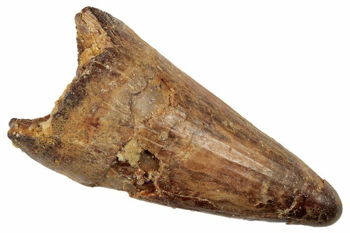 Huge, Cretaceous Fossil Crocodile Tooth - Morocco #192144